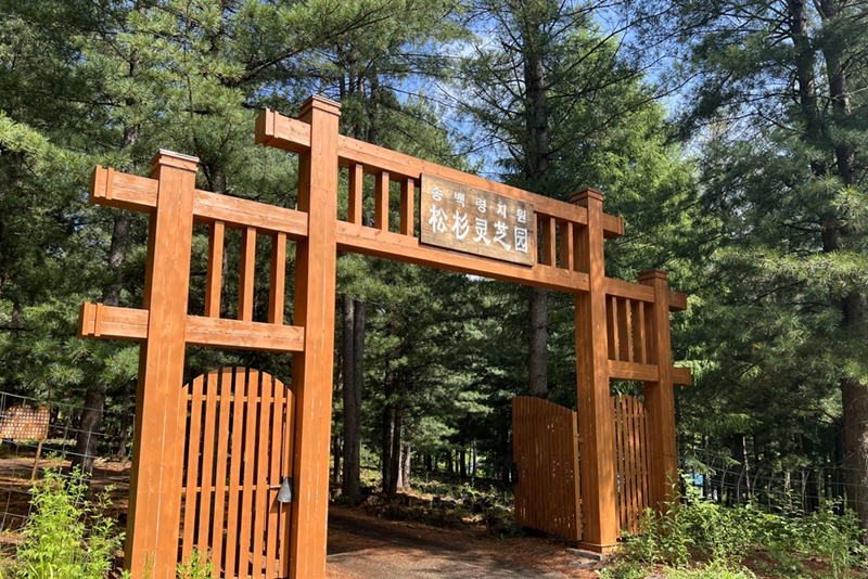 灵芝基地-松杉灵芝园.jpg