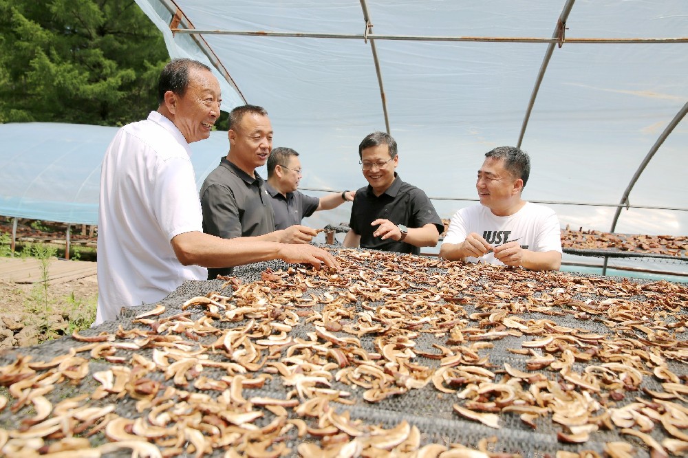 2024年7日21日长白县县委书记王成在副县长谭晓轼.县委办公室主任李宏伟.马鹿沟镇委书记马春海陪同下来我杉芝源灵芝种植基地调研并指导工作